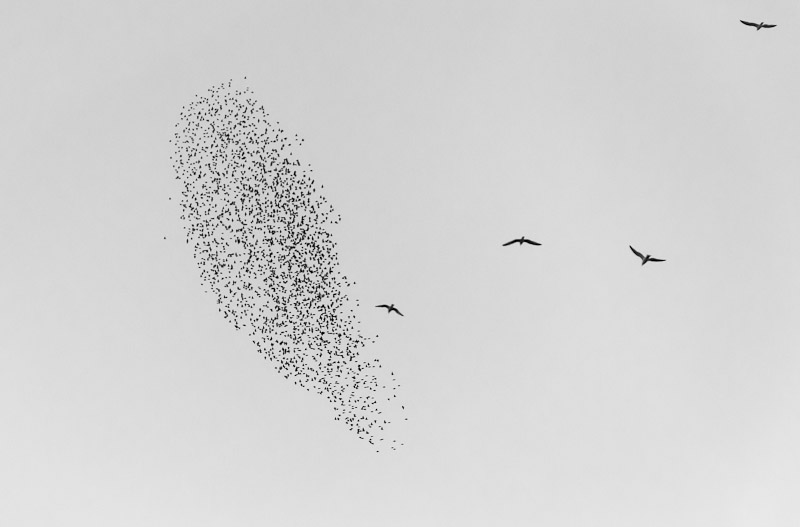 Starlings and gulls