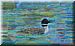 A loon. Squam Lake. On board