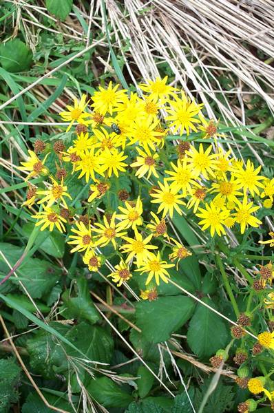 Here are a few photos of the flora and fauna. If this is September, imagine Spring!