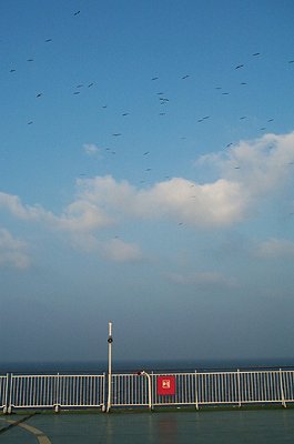 On the ferry. Gulls were soaring in smooth air off the side of the ship. A foamie would have stayed up easily.