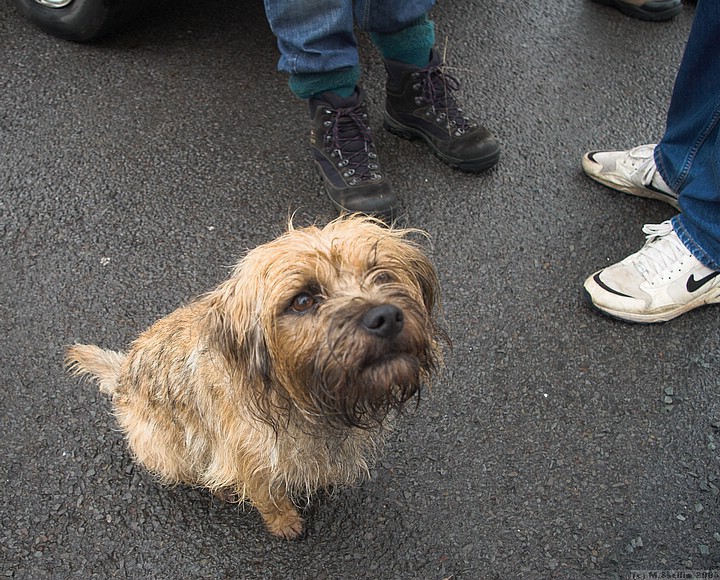 Ian's doggie Suki looking plaintive as usual