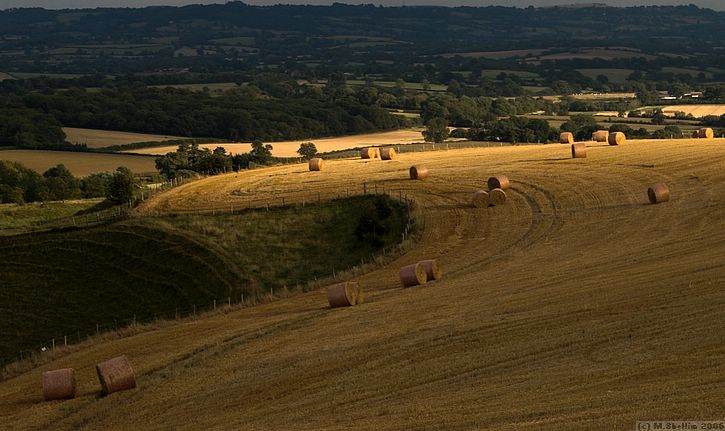 Evening Landscape