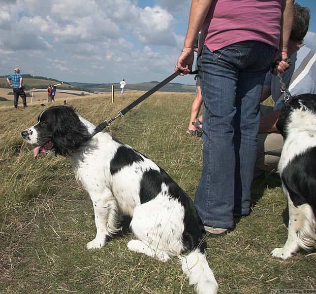 Woof. Springer spaniels