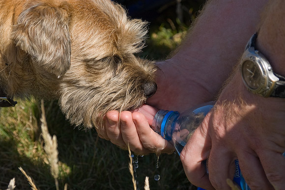 On heat? Ian Mason's dog Suki gets some cooling