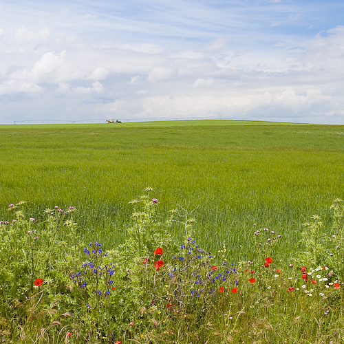 The landscape everywhere was a blaze of flowers. Fantastic. This was taken from a motorway service area.