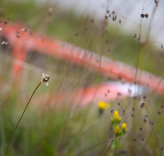 John Phillips 'Predator' hiding in the long grass