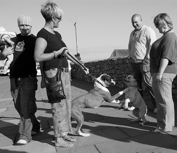 Canine social, Porthcawl