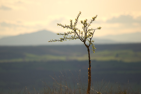 One of the saplings planted in memory of parascenders lost in accidents at La Muela