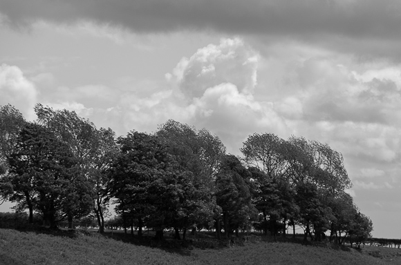 Bendy trees at Levisham