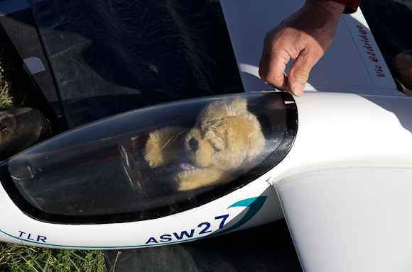 TLR (the little rascal)