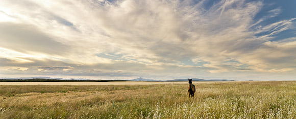 Horse in field, Mohernando