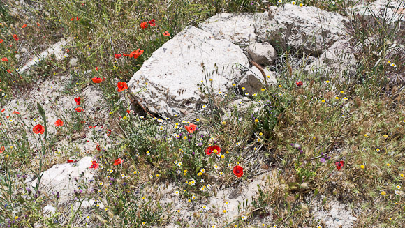 Wild flowers were out in force when we were there