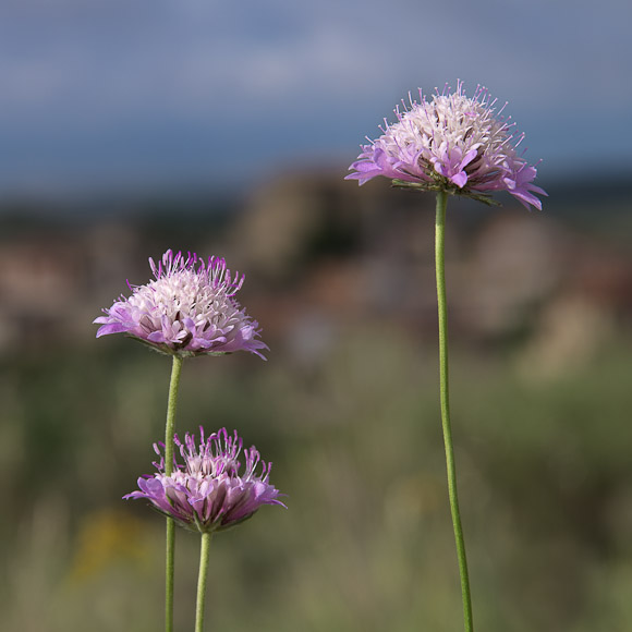 Wild flowers bordering the vineyards of Navaridas